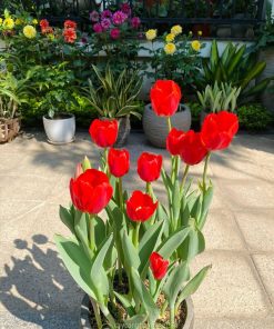 Hoa tulip chơi được từ 1 đến 2 tuần