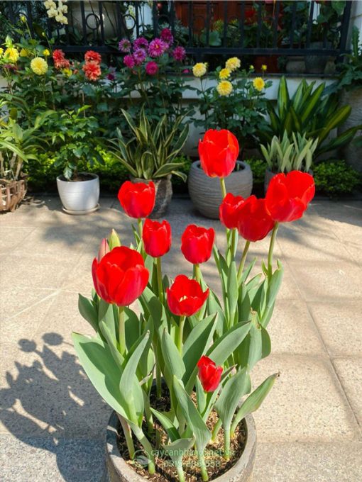 Hoa tulip chơi được từ 1 đến 2 tuần