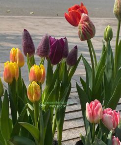 Hoa tulip dễ trồng và dễ chăm sóc