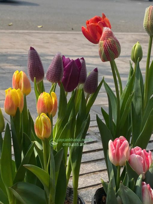 Hoa tulip dễ trồng và dễ chăm sóc