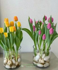 Hoa tulip thủy canh