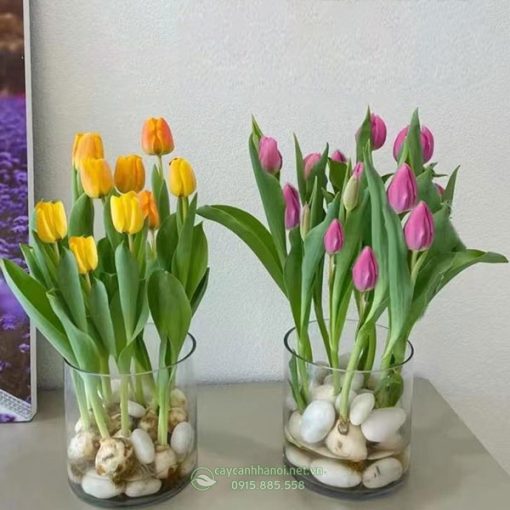 Hoa tulip thủy canh