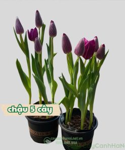 Hoa tulip tím trồng bầu đất