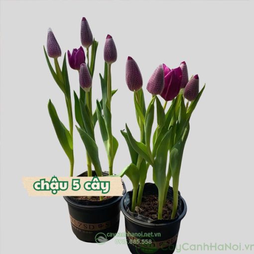 Hoa tulip tím trồng bầu đất