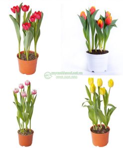 Nơi bán chậu hoa tulips đẹp tại Hà Nội