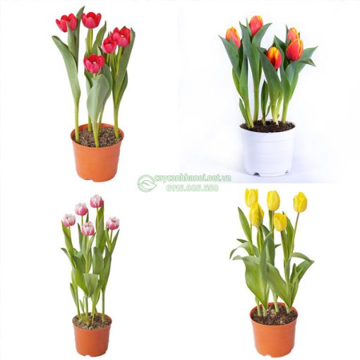 Nơi bán chậu hoa tulips đẹp tại Hà Nội