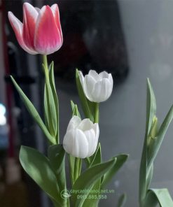 Tulip cánh đơn