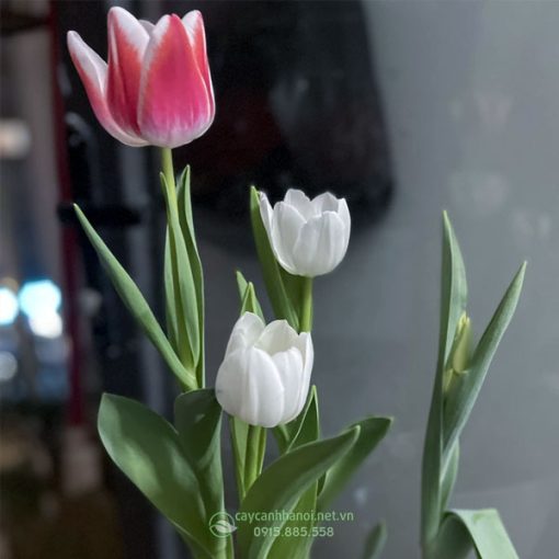 Tulip cánh đơn