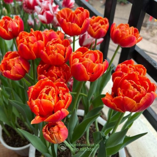 Tulip cánh kép