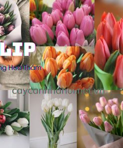 Ý nghĩa các loại tulip (cây hoa tulip)