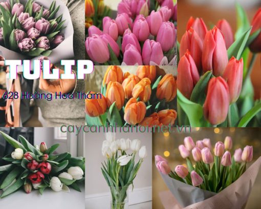 Ý nghĩa các loại tulip (cây hoa tulip)