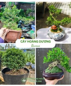 Cây hoàng dương Buxus