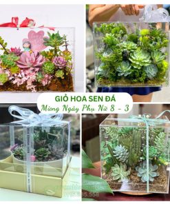 Giỏ hoa sen đá mừng ngày quốc tế phụ nữ 8-3