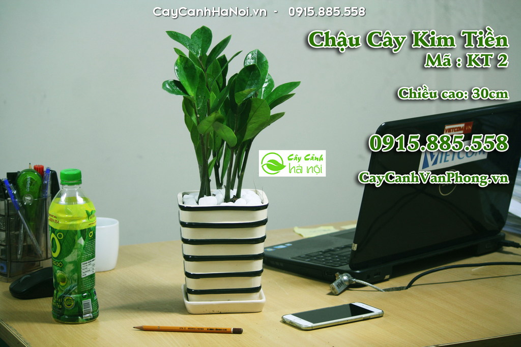 Cây Kim Tiền hợp mệnh Mộc và Hỏa nhất