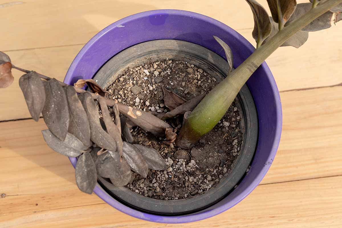 Cây kim tiền bị thối thân và thối củ thường khó chữa hơn
