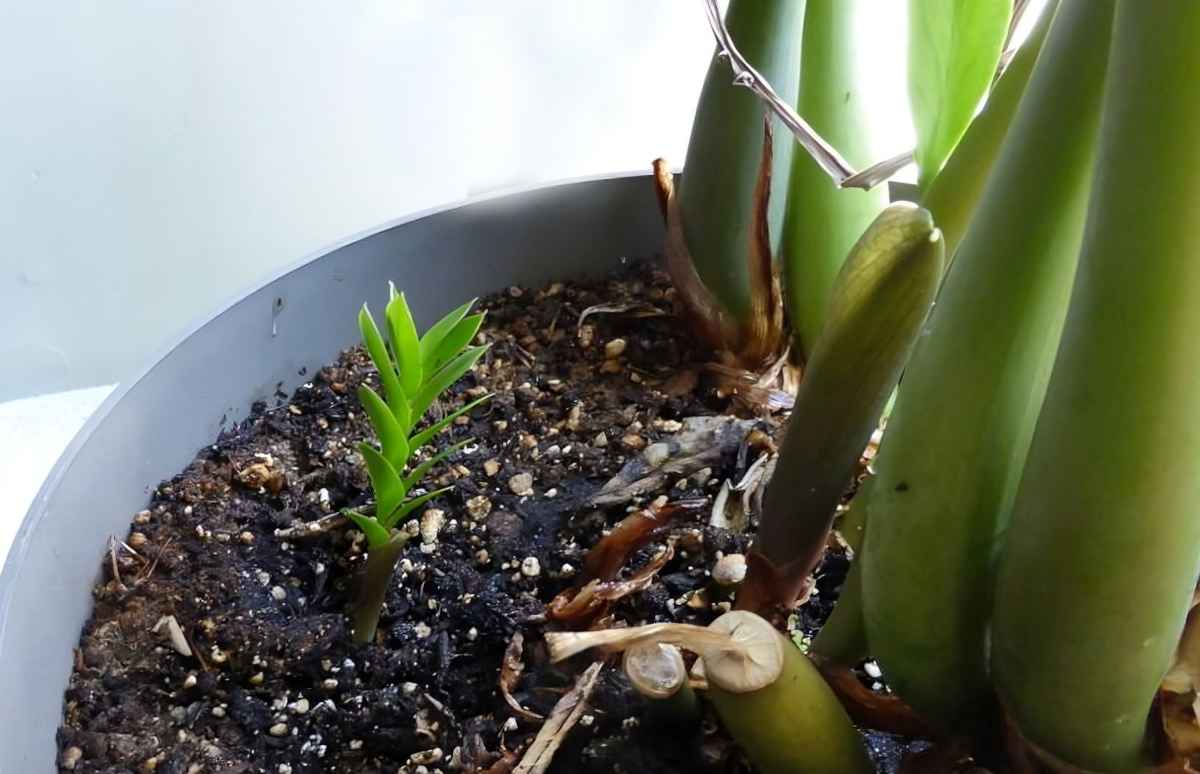 Phân chứa đạm và B1 giúp cây kim tiền bật mầm nhanh