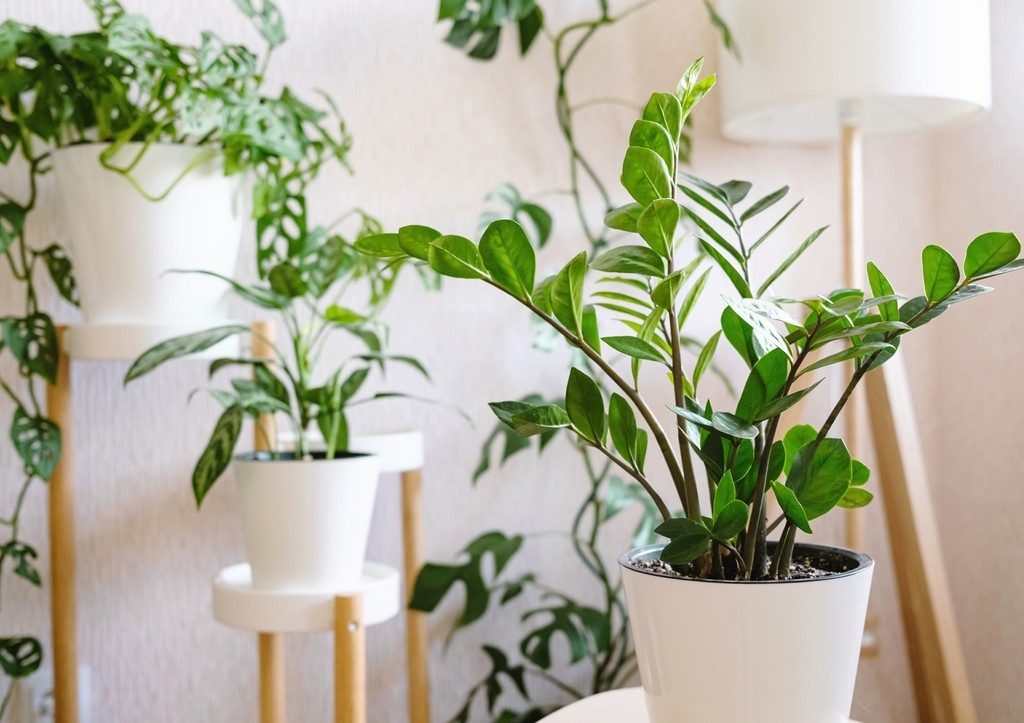 Với cây trồng chậu, yếu tố đất, rễ, phân cần được cân bằng tốt