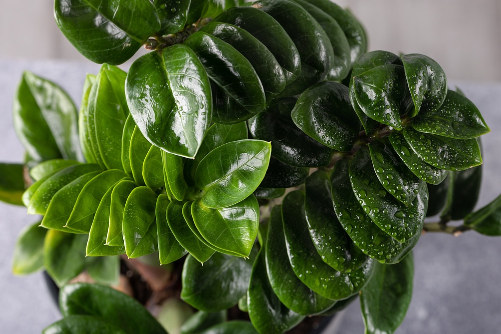 Bón phân ban đêm còn tạo điều kiện cho nấm bệnh phát triển trong môi trường ẩm ướt kéo dài
