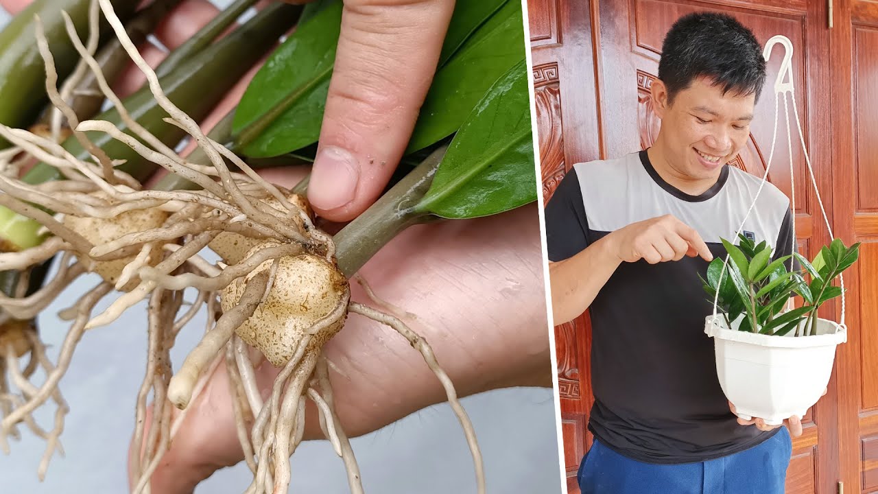 Tỷ lệ thành công của phương pháp giâm cành có thể đạt tới 85-90%