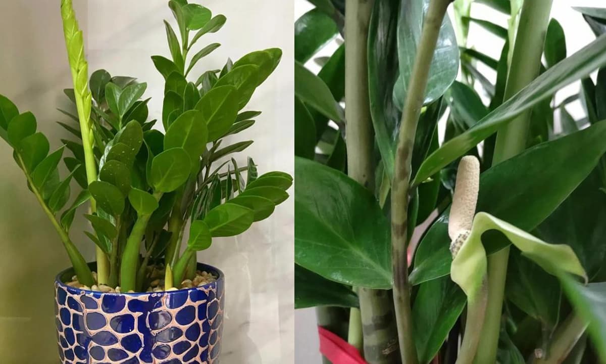 Để đạt hiệu quả tốt nhất, bạn nên thể kết hợp các biện pháp trên và điều chỉnh theo từng mùa