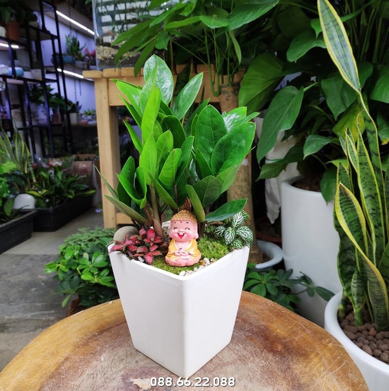 Nên phun sương phân bón lá chứa vi lượng hai lần mỗi tháng vào buổi sáng sớm, khi khí hậu dịu mát
