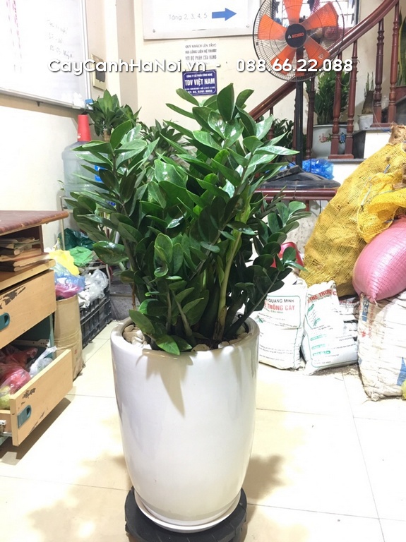 Bón phân hữu cơ loãng (NPK 10-10-10) để kích thích sinh trưởng