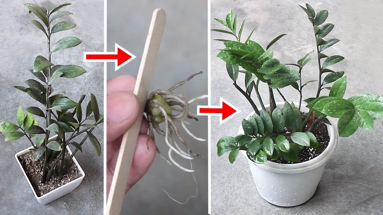 Cây kim tiền mới thay chậu không nên cắt tỉa, trừ khi lá vàng hoặc cành hư nặng