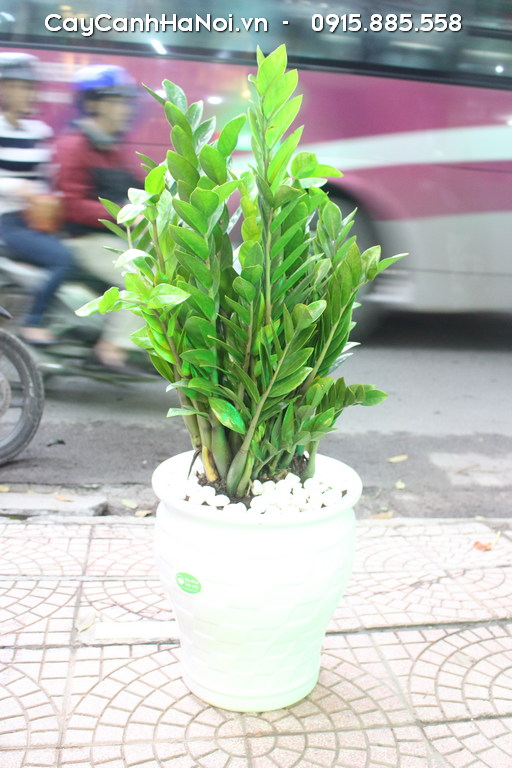 Người mệnh Thổ không hợp cây kim tiền