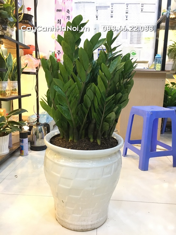 4 tuổi đại cát thích hợp trồng cây kim tiền là Tý, Tỵ, Ngọ, Mão
