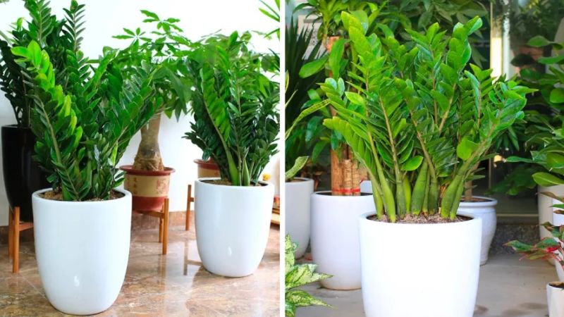 Cây Kim Tiền hợp tuổi gì? Chúng rất hợp với người tuổi Tý, giúp mang lại vượng khí