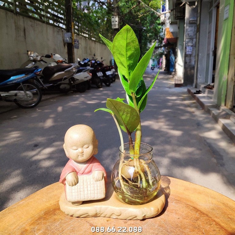 Cây Kim Tiền hợp tuổi gì? Chúng rất hợp với người tuổi Tý, giúp mang lại vượng khí