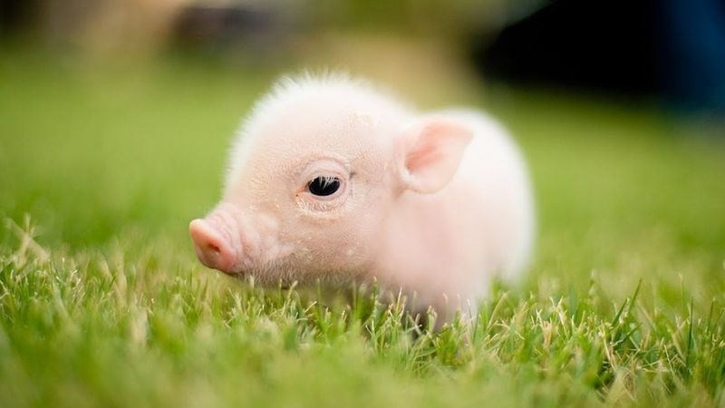 Người tuổi Hợi nên hạn chế đặt cây Kim Tiền trong không gian sống để tránh những đại kỵ phong thủy