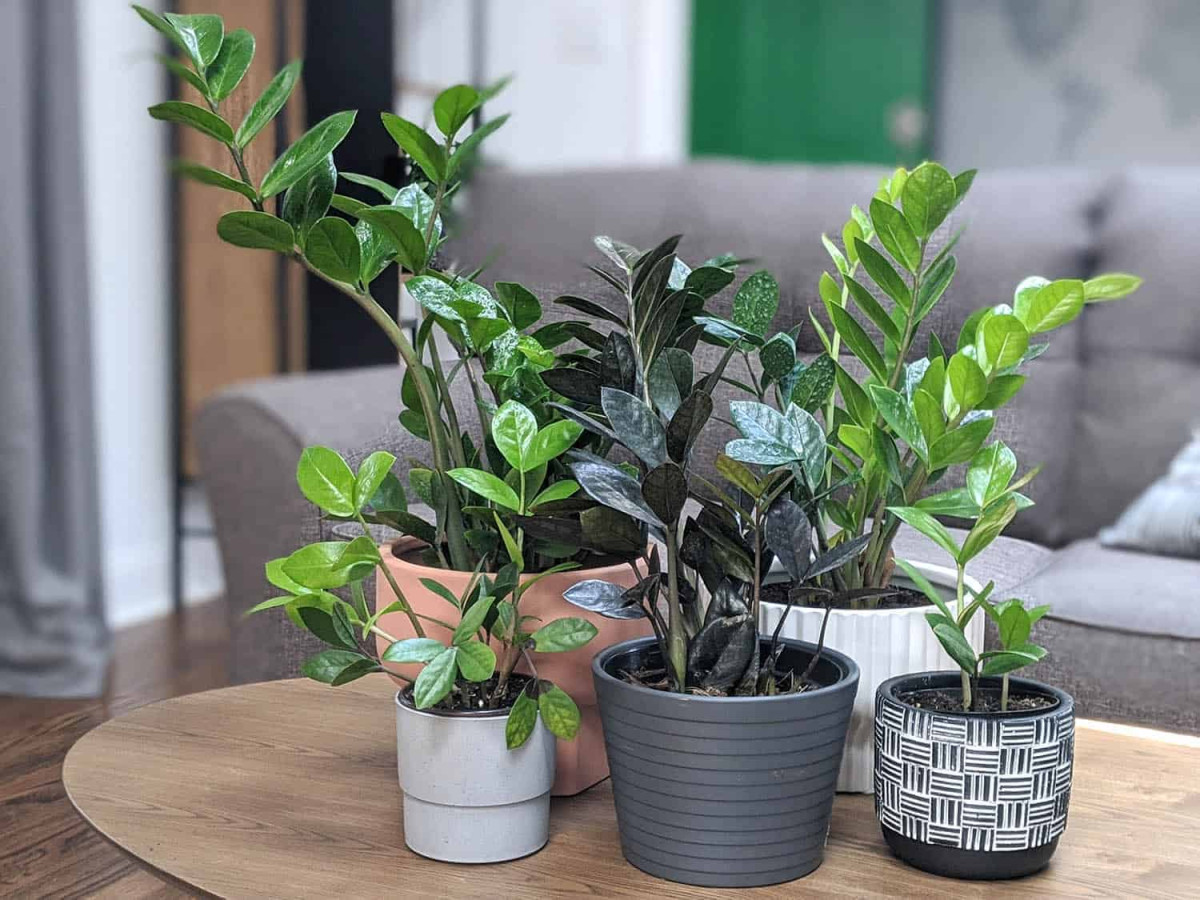 Cây Cảnh Hà Nội cung cấp các chậu cây Kim Tiền đẹp, phù hợp với nhiều nhu cầu