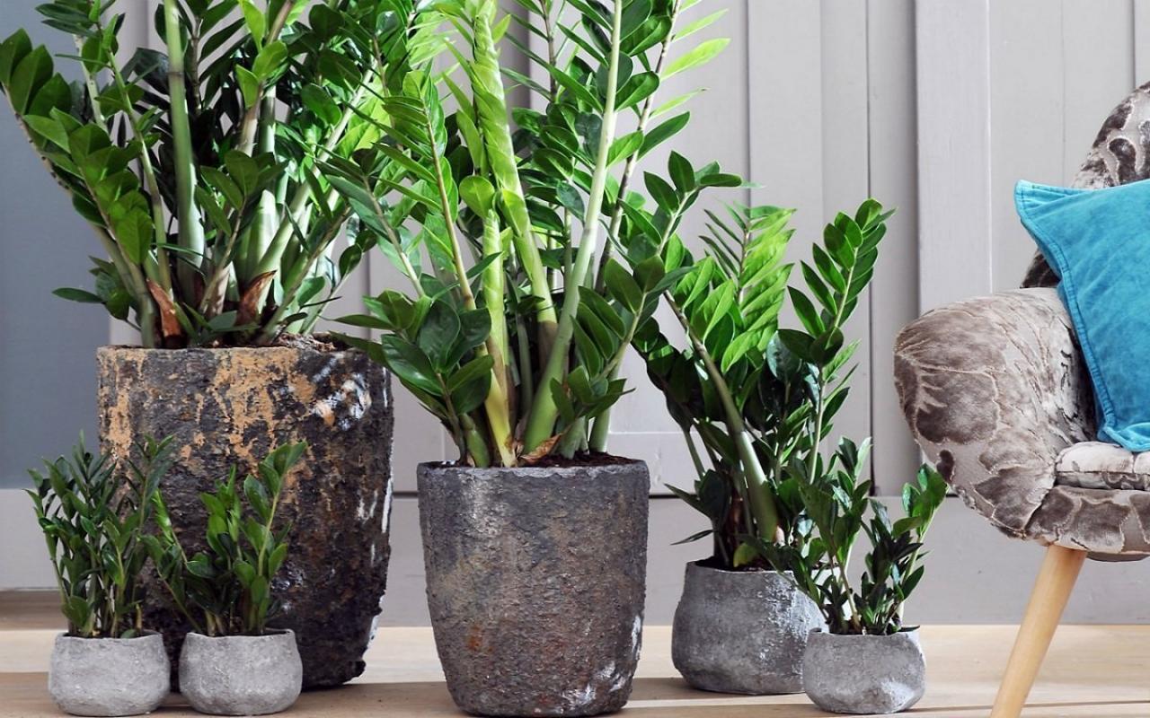 Cây Kim Tiền là món quà trang nhã và ý nghĩa khi tặng sếp