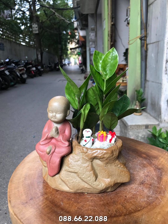Chọn cây phiên bản mini để bàn tặng người yêu, bạn bè