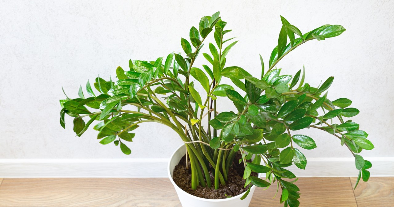 Cây Kim Tiền rất phù hợp để đặt ở bàn làm việc hoặc văn phòng