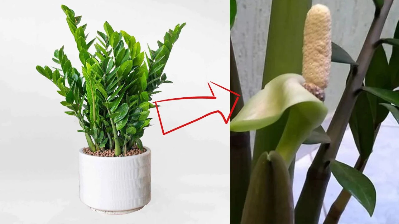 Hoa kim tiền nở rộ nhất từ 21h đêm đến 3h sáng