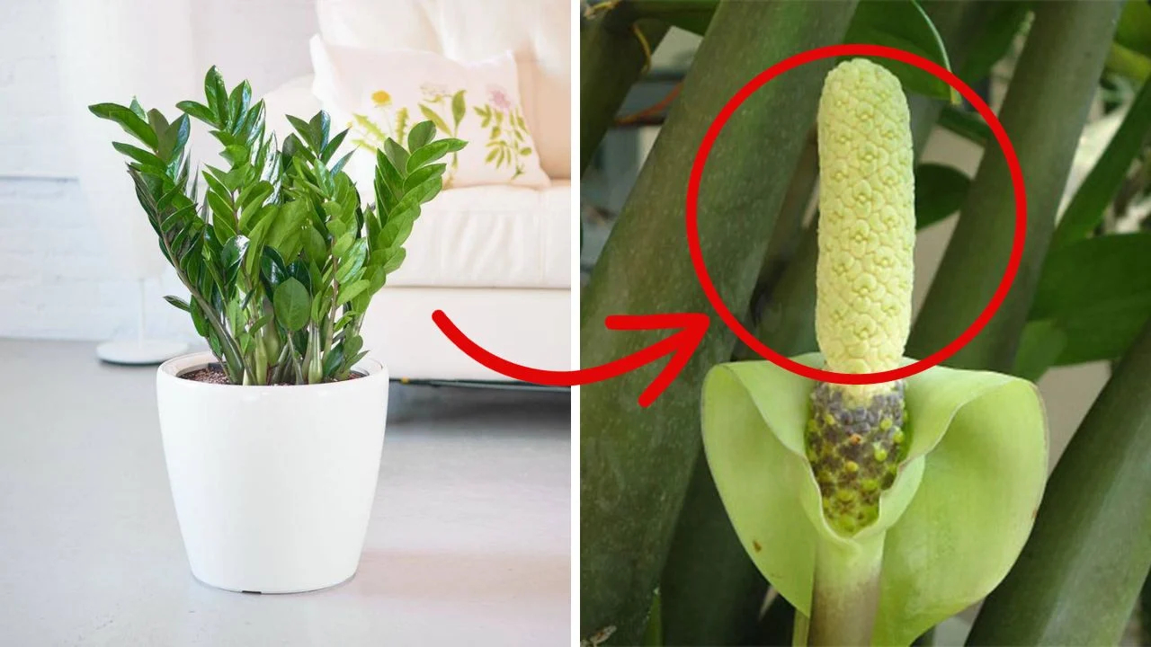 Khoảng thời gian vàng để thúc cây ra hoa là cuối Thu đến đầu Đông