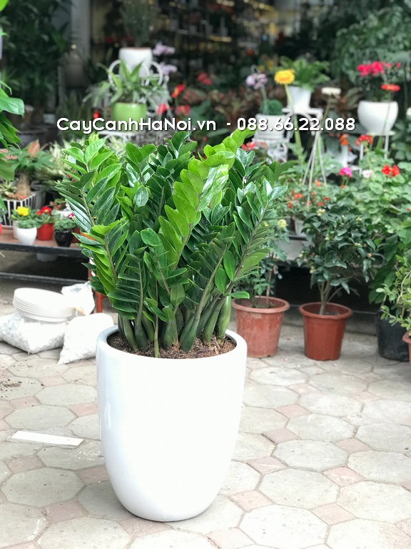 Chọn cây kim tiền cho người khởi nghiệp, kinh doanh có tác dụng thu hút tài lộc, cân bằng năng lượng và giảm căng thẳng