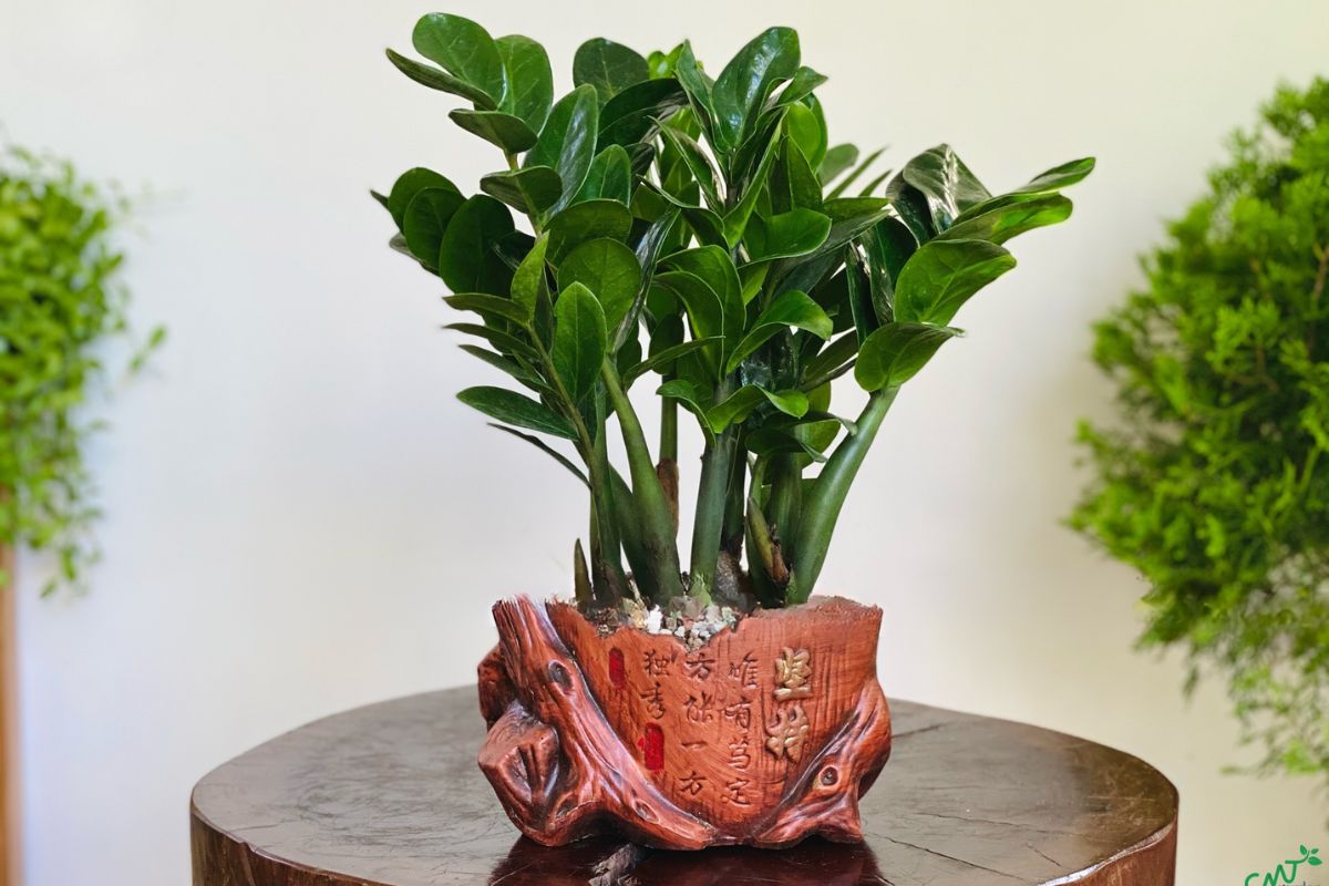 Cần chọn vị trí đặt cây kim tiền phù hợp để phát huy tối đa công dụng trong kinh doanh