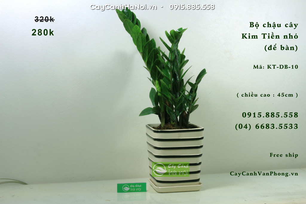 Do cây Kim Tiền mang dương khí mạnh, tuyệt đối không nên đặt chậu cây trong phòng ngủ