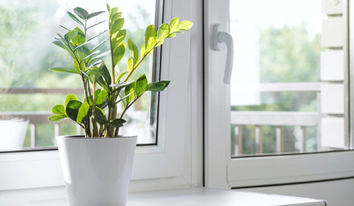 Hướng Đông Nam là hướng lý tưởng nhất để đặt Kim Tiền