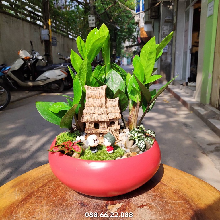 Đến Cây Cảnh Hà Nội để chọn mua cây cảnh độc đáo kết hợp yếu tố phong thủy tinh tế