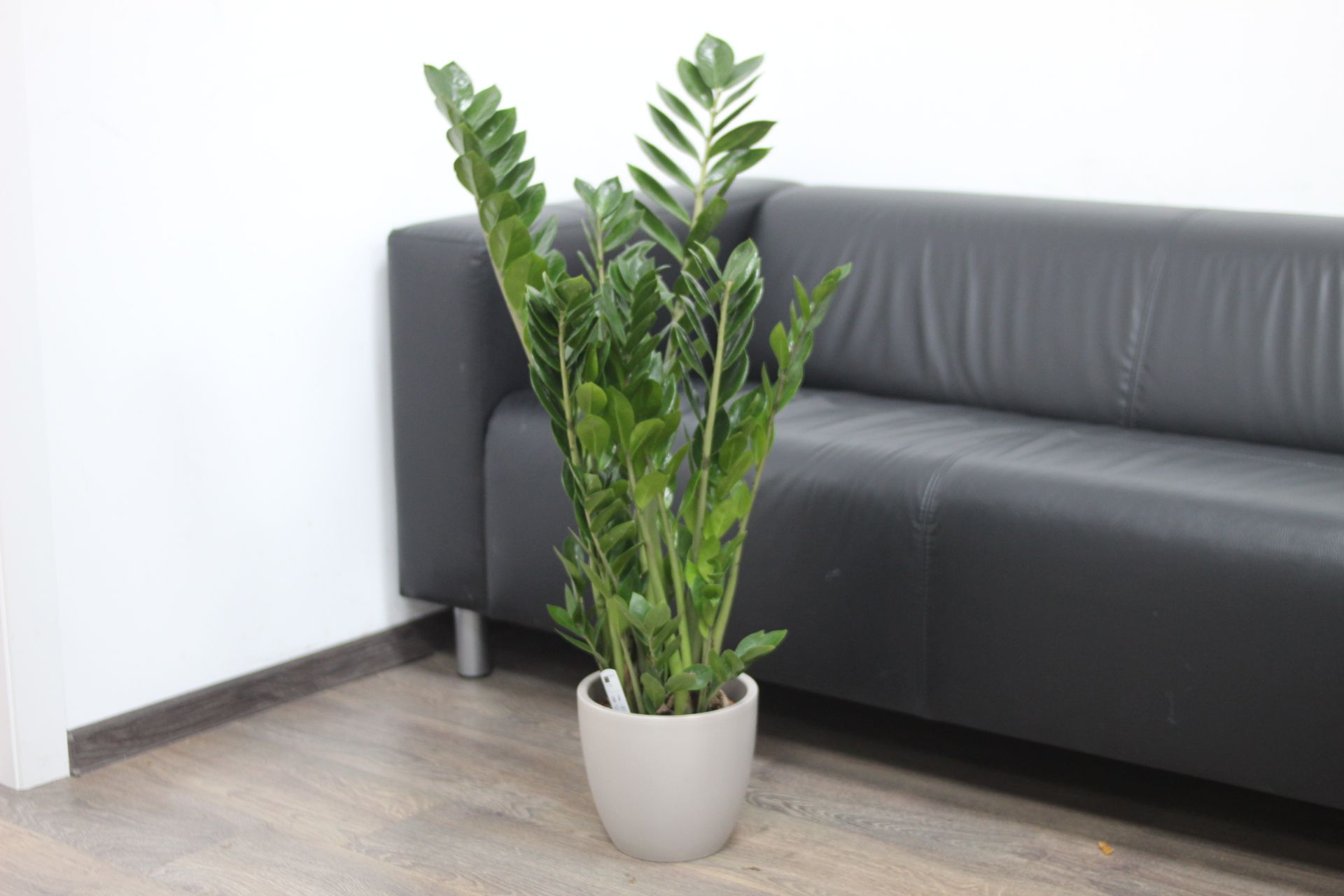Quan sát biểu hiện của cây để điều chỉnh cách chăm sóc