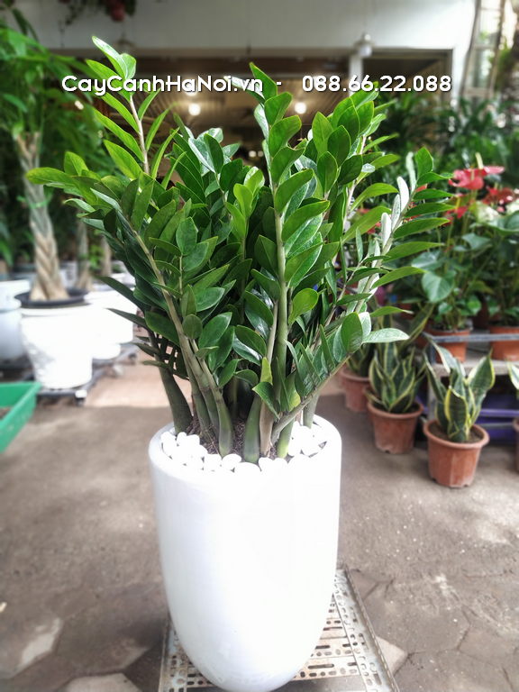 Nên chọn cây kim tiền có tán lá đều, xanh bóng, không bị sâu bệnh