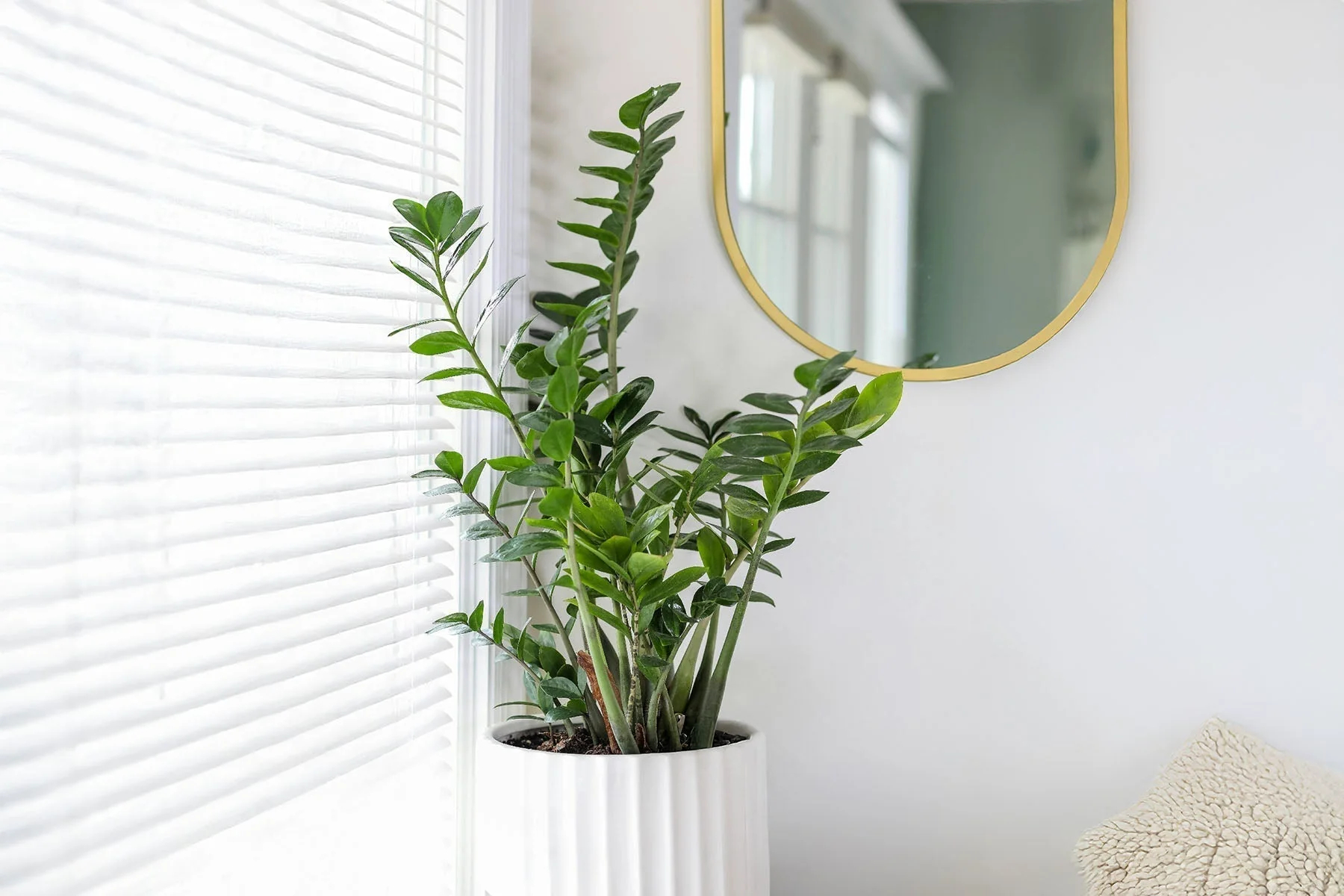 Dùng la bàn phong thủy, đứng giữa phòng và xác định hướng chính trước khi đặt cây