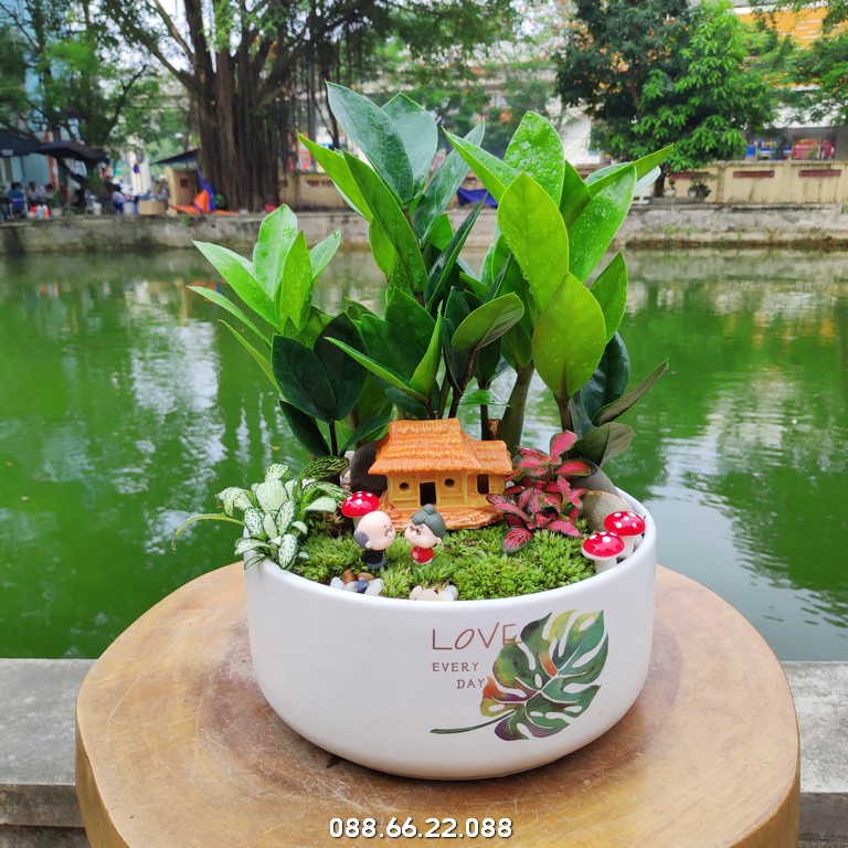 Cây kim tiền khi kết hợp đúng cách với vật phẩm phong thủy sẽ tạo nên nguồn năng lượng cộng hưởng mạnh mẽ