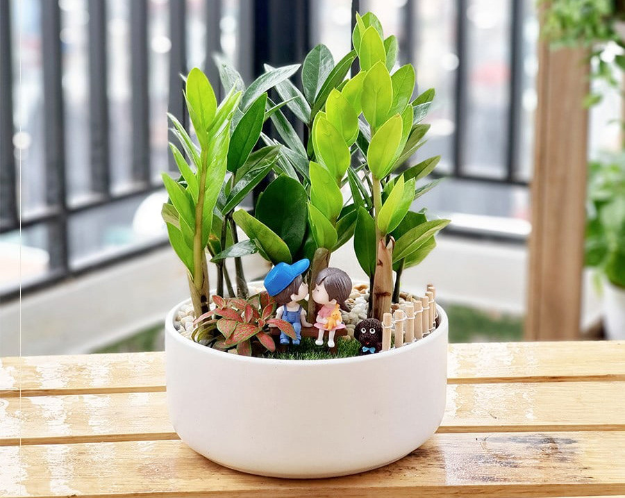 Nhận diện cây kim tiền khỏe mạnh cần dựa vào đặc điểm lá, thân, rễ và giá thể