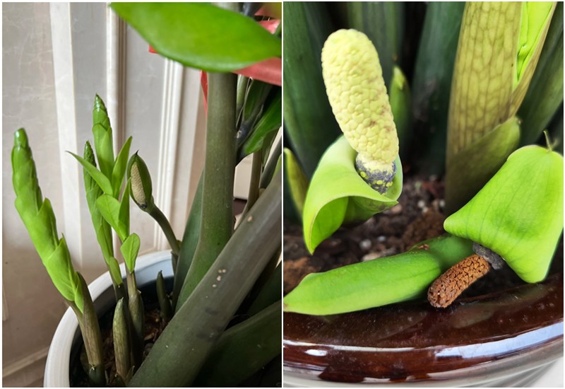 Hoa cây kim tiền là hoa đơn tính, dạng bông mo (spadix), mọc sát gốc cây