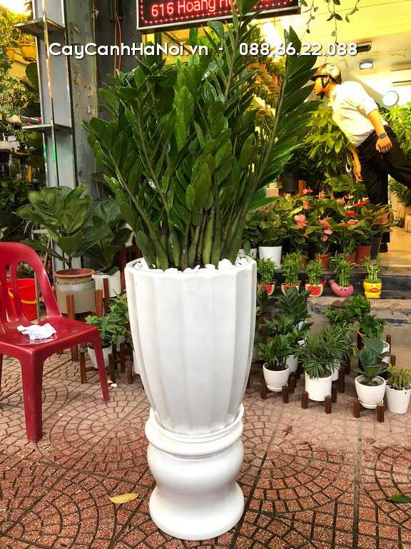 Không nên đặt cây kim tiền trên bàn thờ gia tiên, thờ phật